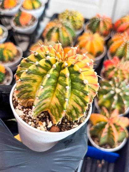 Gymnocalycium LB Hybrid | (gy8) (r1) | variegated cactus