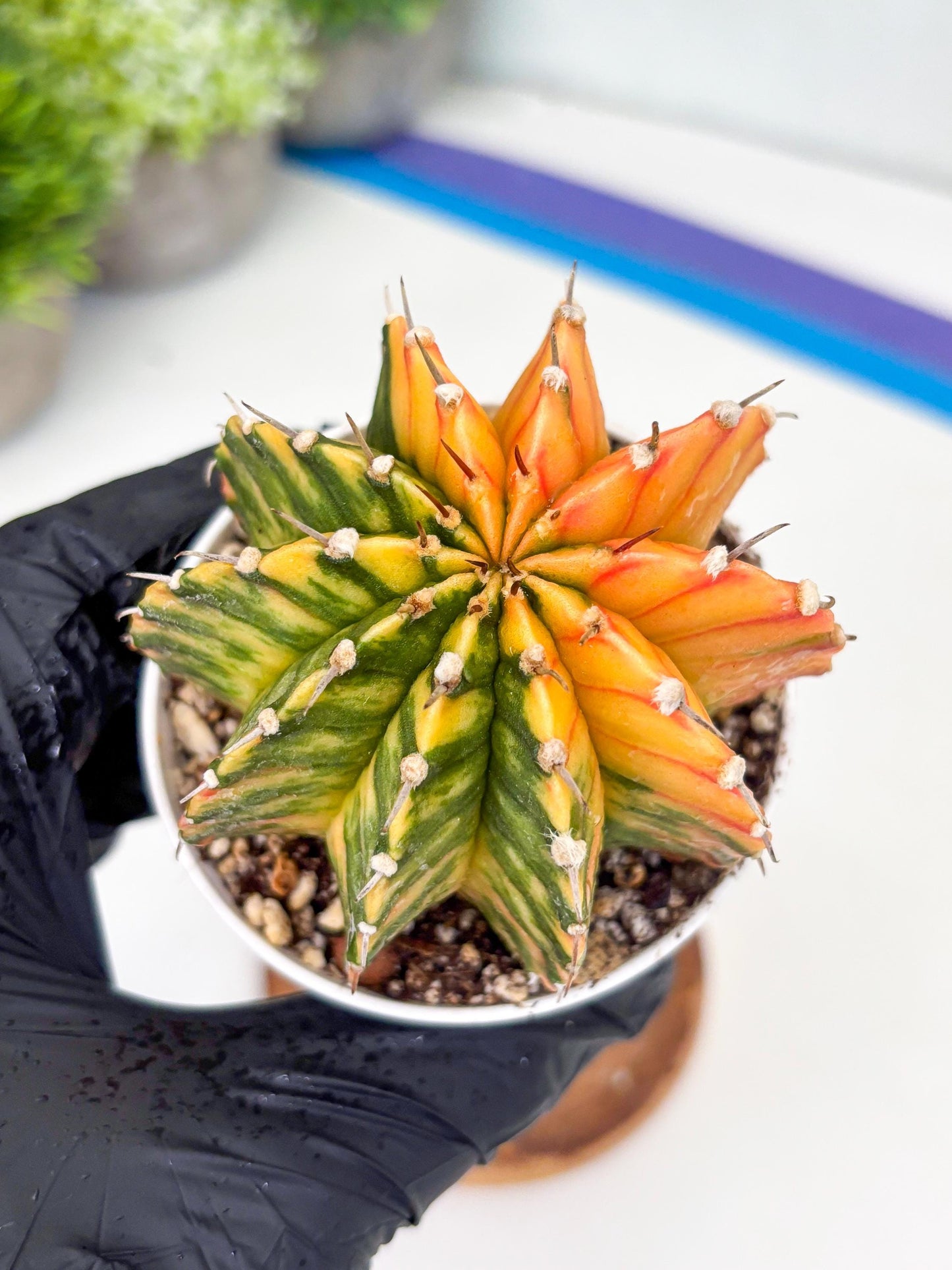 Gymnocalycium LB Hybrid | (gy8) (r1) | variegated cactus