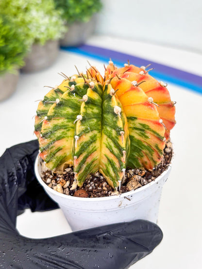 Gymnocalycium LB Hybrid | (gy8) (r1) | variegated cactus