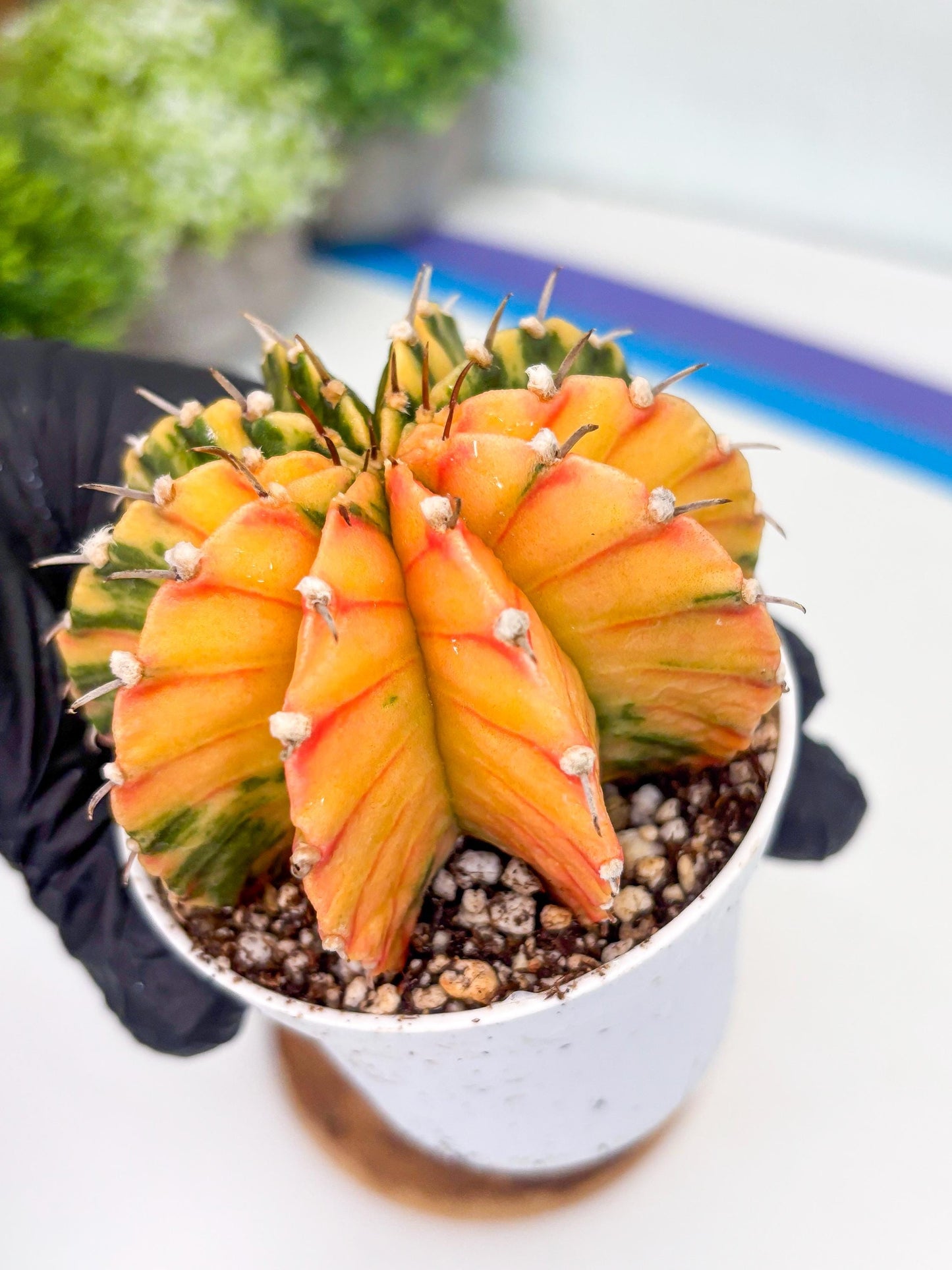 Gymnocalycium LB Hybrid | (gy8) (r1) | variegated cactus