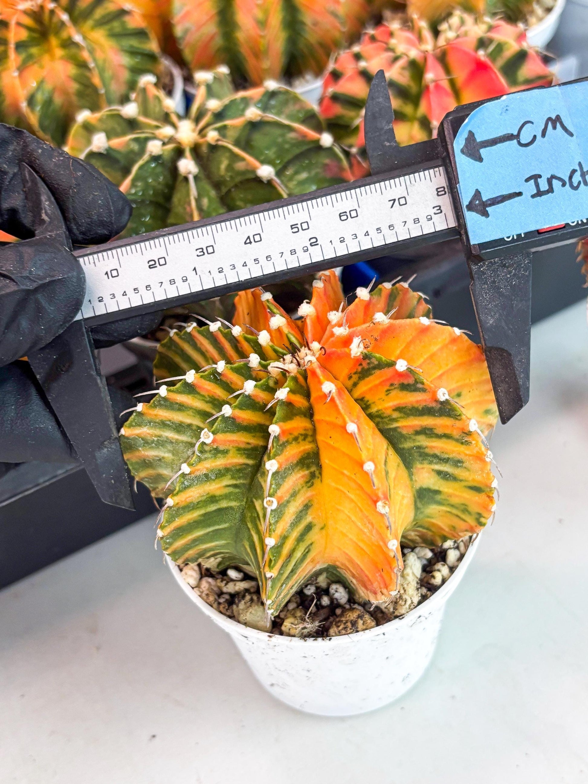 Gymnocalycium LB Hybrid | (gy8) (r6) | variegated cactus