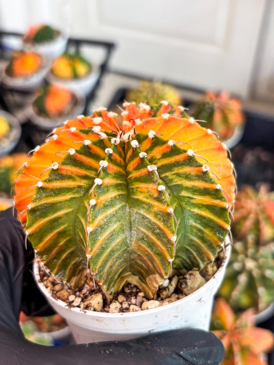 Gymnocalycium LB Hybrid | (gy8) (r6) | variegated cactus