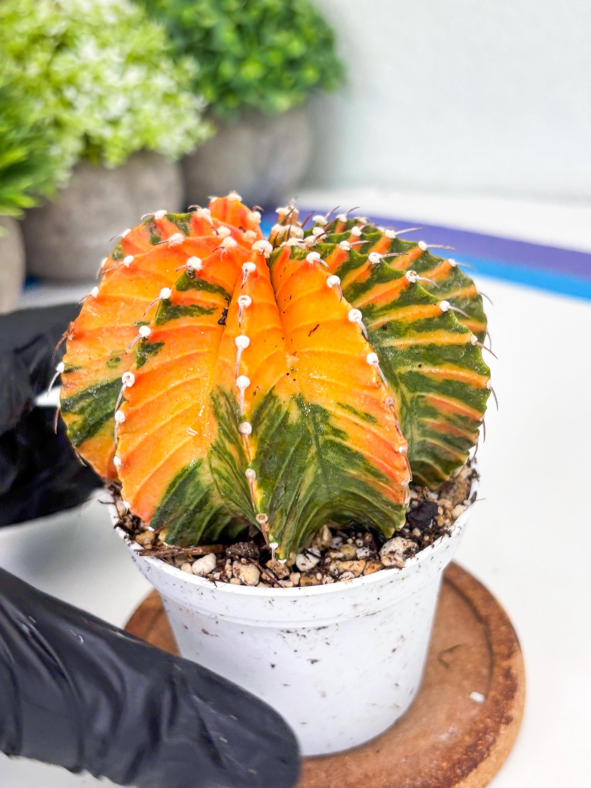 Gymnocalycium LB Hybrid | (gy8) (r6) | variegated cactus