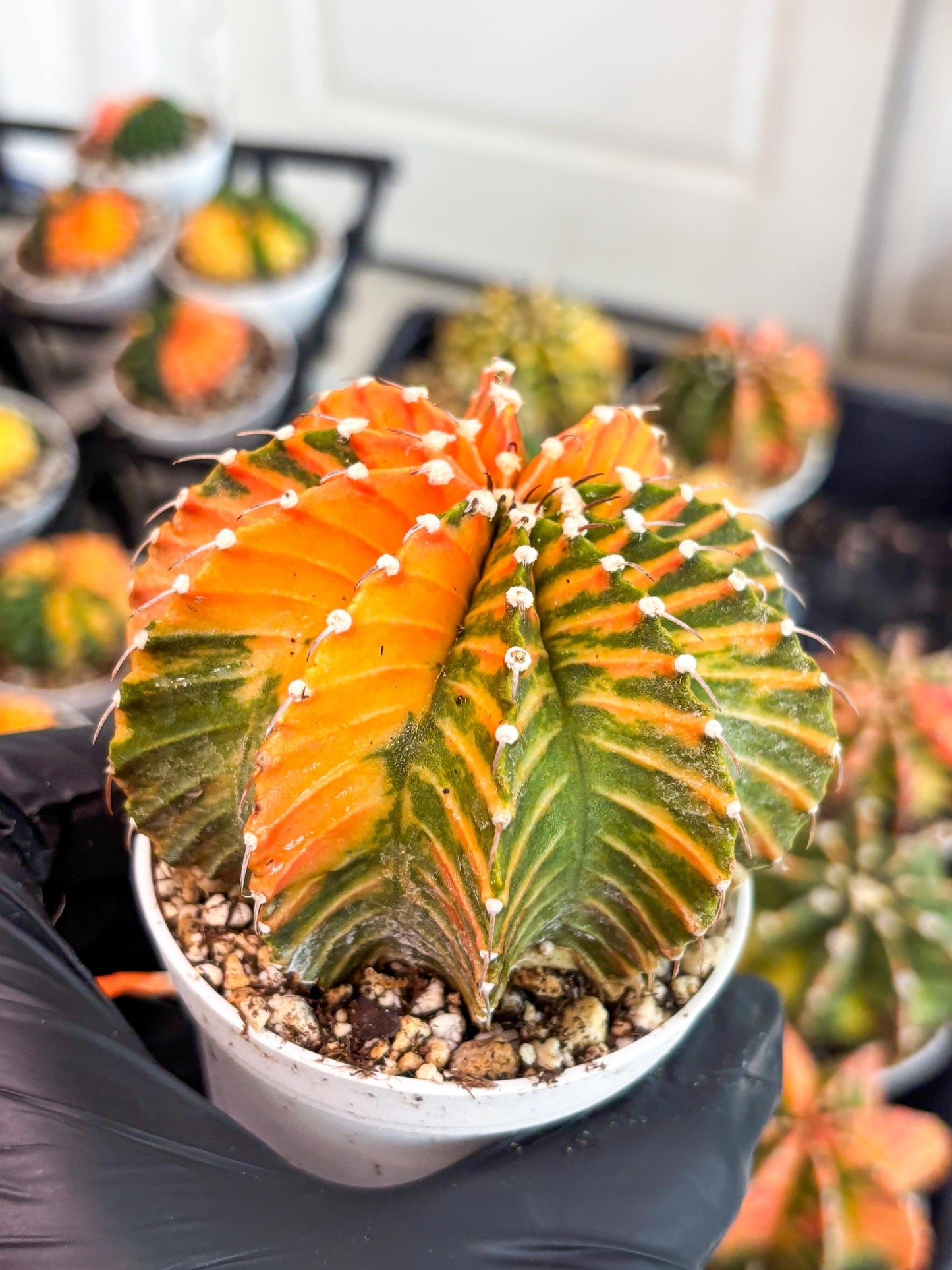 Gymnocalycium LB Hybrid | (gy8) (r6) | variegated cactus