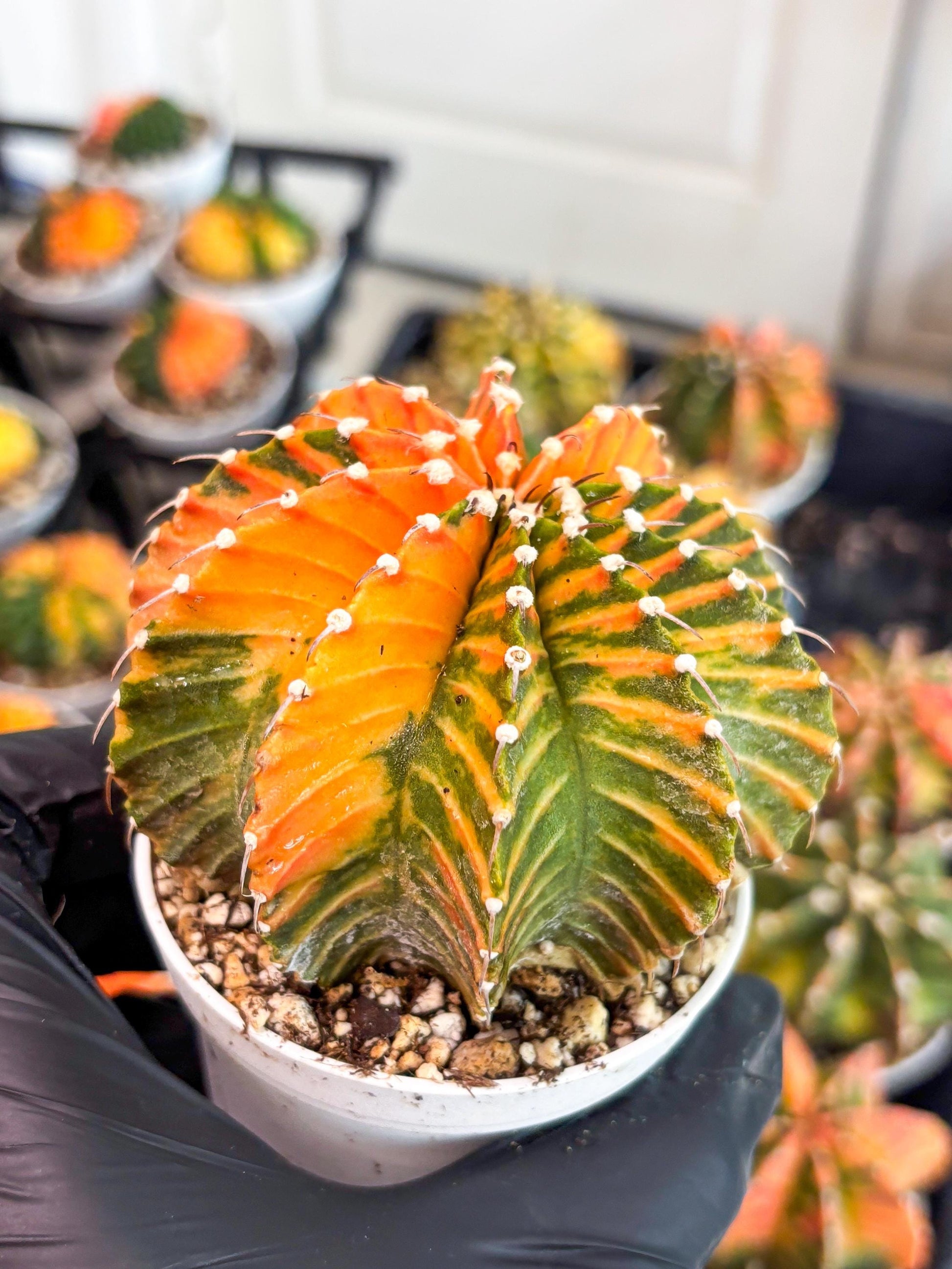 Gymnocalycium LB Hybrid | (gy8) (r6) | variegated cactus