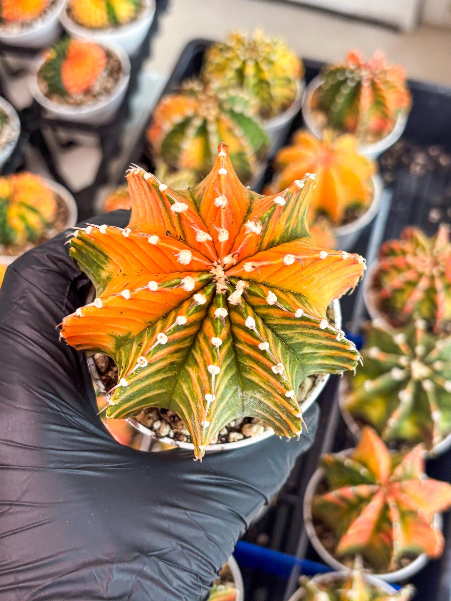 Gymnocalycium LB Hybrid | (gy8) (r6) | variegated cactus