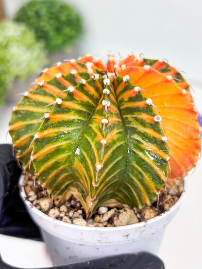 Gymnocalycium LB Hybrid | (gy8) (r6) | variegated cactus
