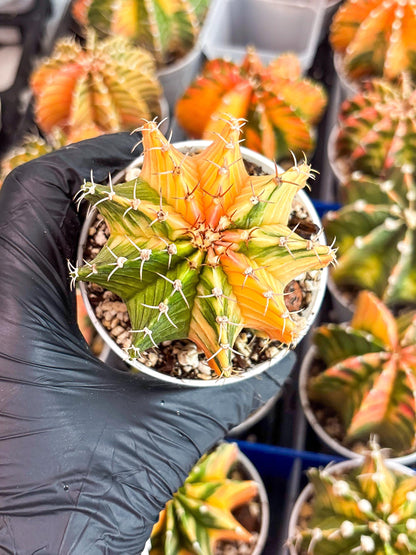 Gymnocalycium LB Hybrid | (gy8) (g2) | variegated cactus