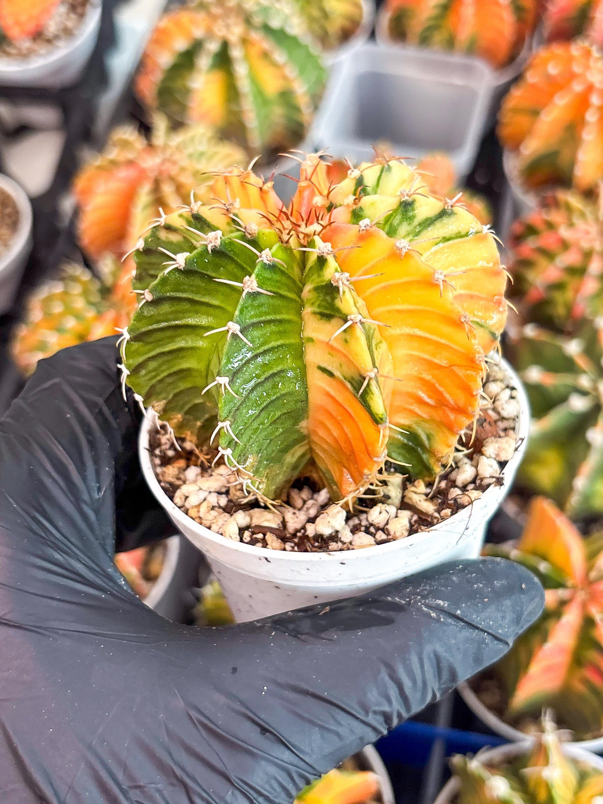 Gymnocalycium LB Hybrid | (gy8) (g2) | variegated cactus