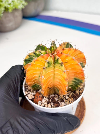 Gymnocalycium LB Hybrid | (gy8) (g2) | variegated cactus