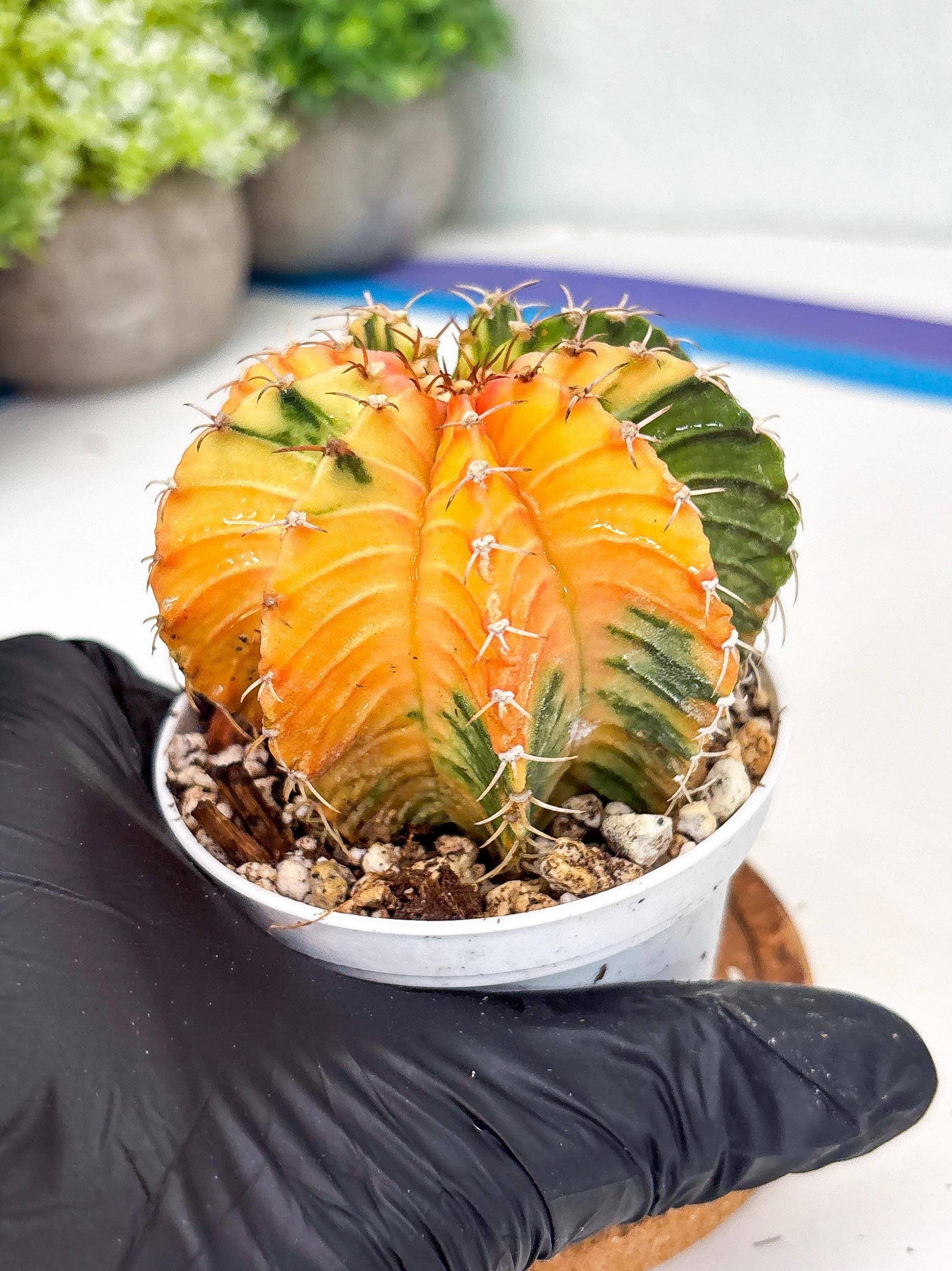 Gymnocalycium LB Hybrid | (gy8) (g2) | variegated cactus