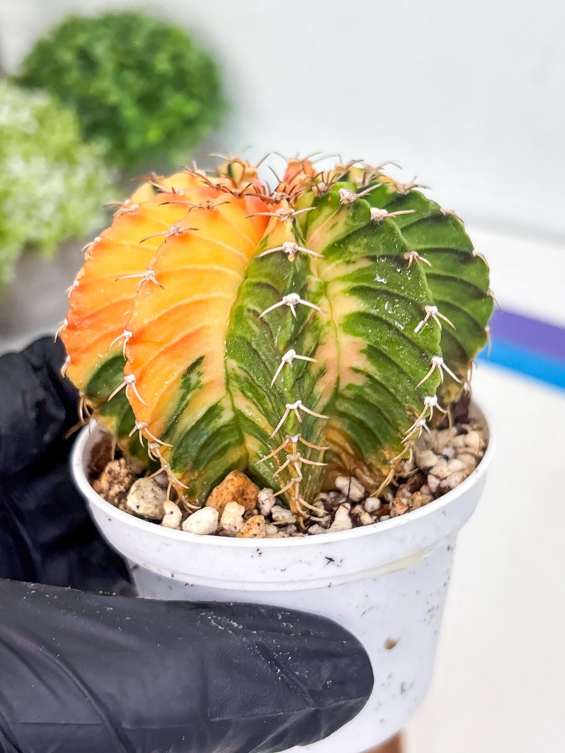 Gymnocalycium LB Hybrid | (gy8) (g2) | variegated cactus