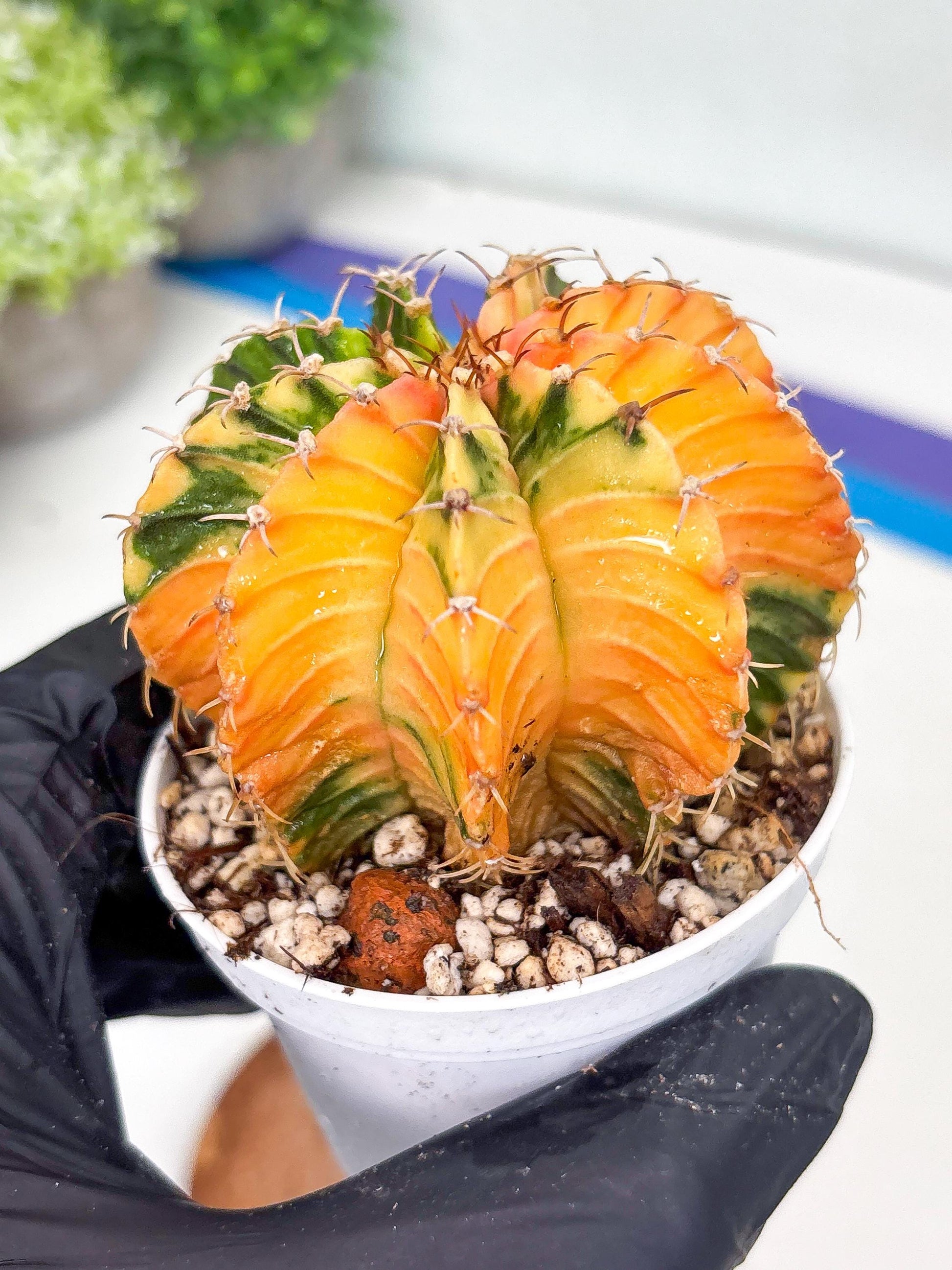 Gymnocalycium LB Hybrid | (gy8) (g2) | variegated cactus