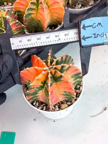 Gymnocalycium LB Hybrid | (gy8) (g3) | variegated cactus