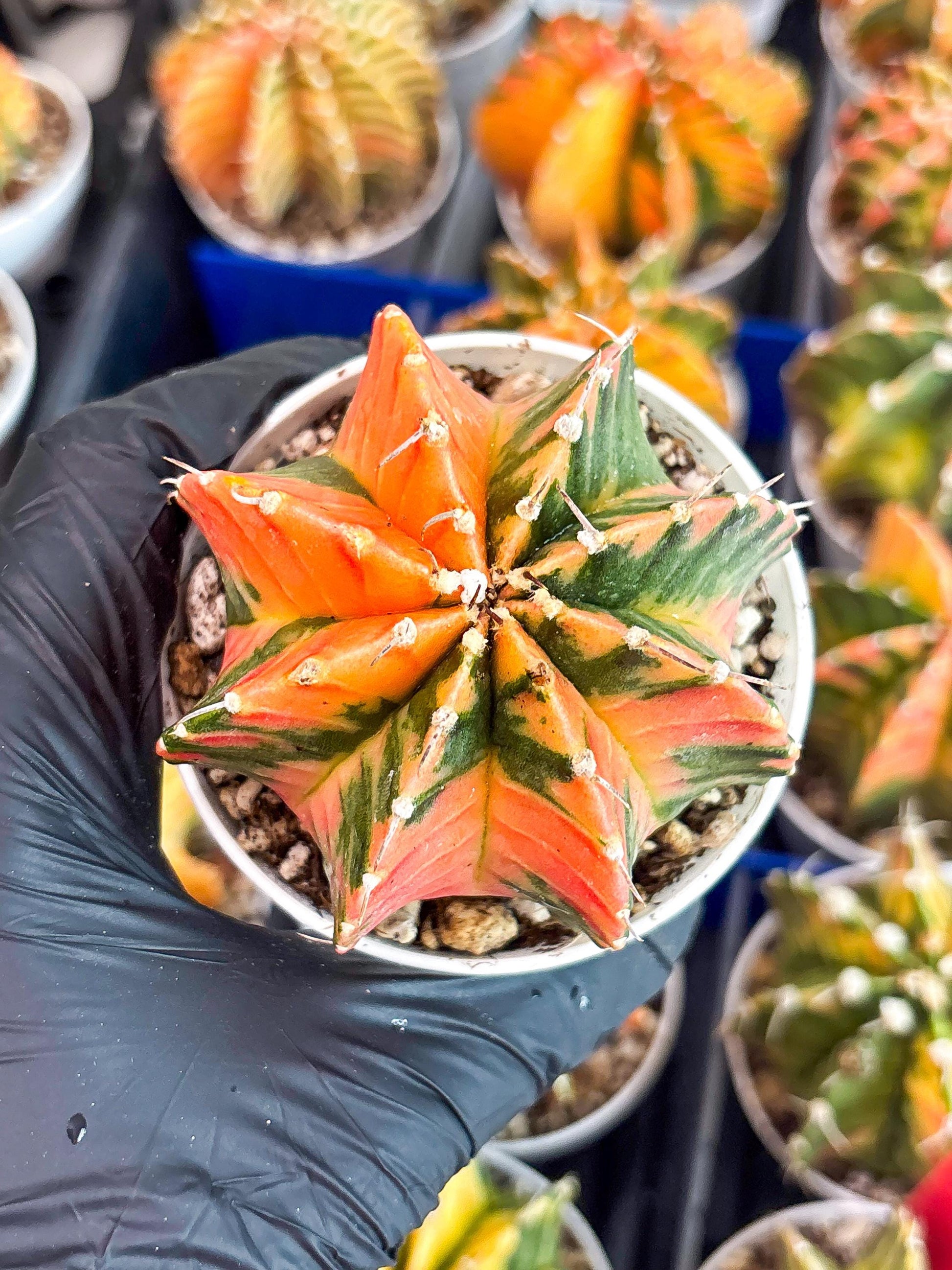 Gymnocalycium LB Hybrid | (gy8) (g3) | variegated cactus