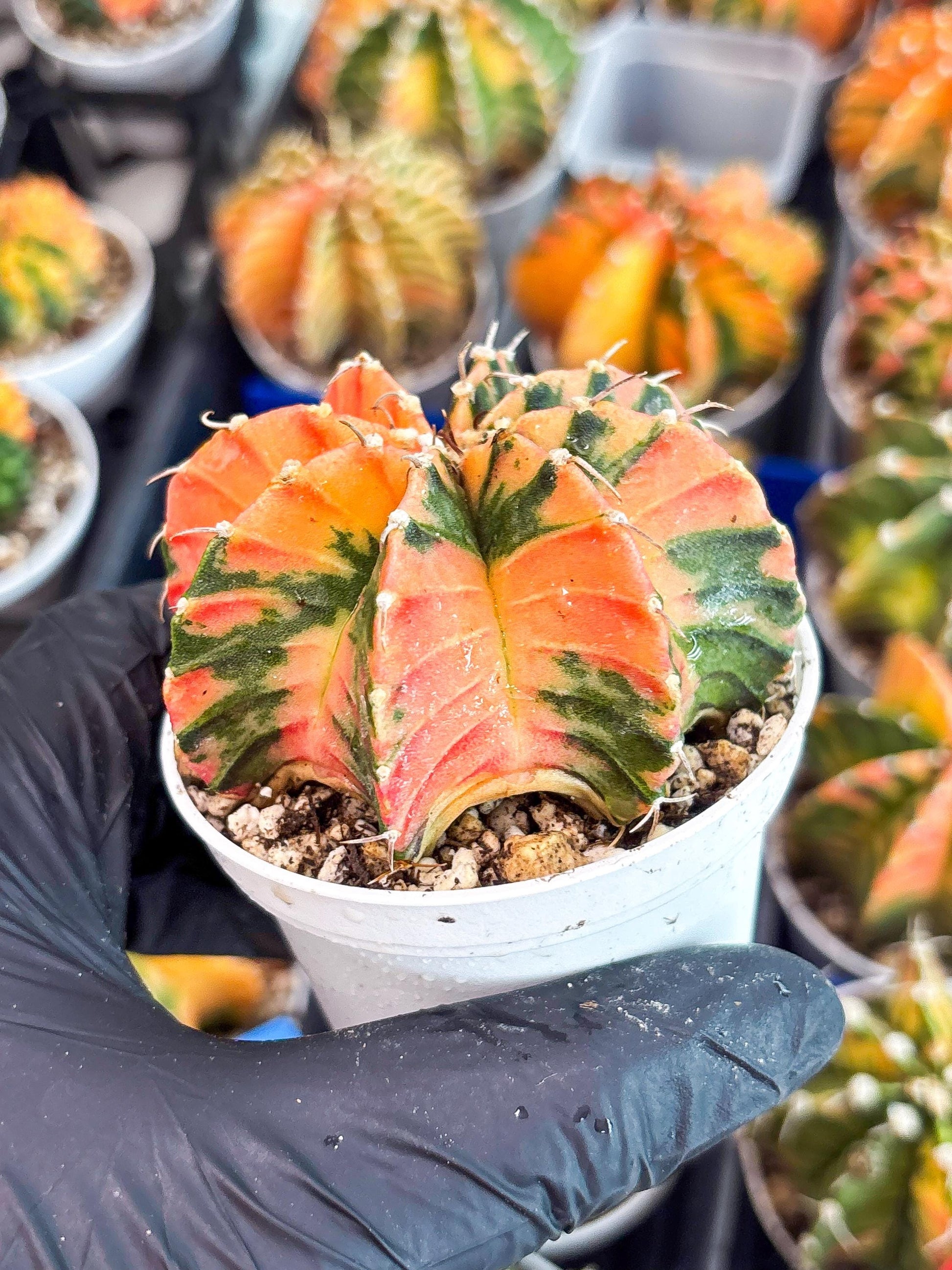 Gymnocalycium LB Hybrid | (gy8) (g3) | variegated cactus
