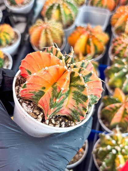 Gymnocalycium LB Hybrid | (gy8) (g3) | variegated cactus