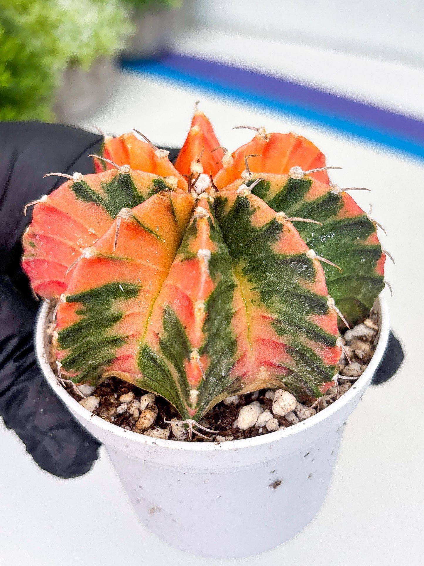 Gymnocalycium LB Hybrid | (gy8) (g3) | variegated cactus