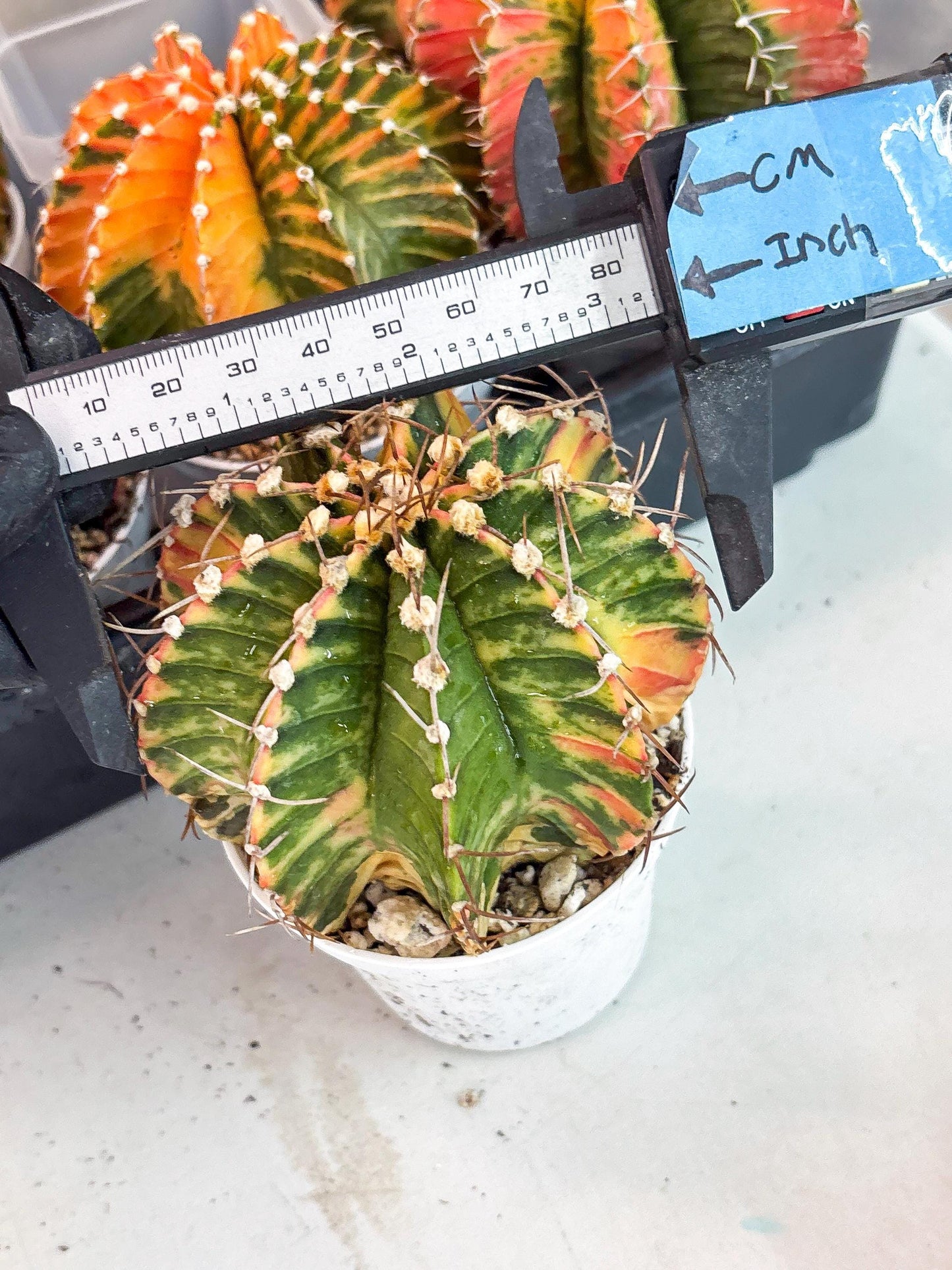 Gymnocalycium LB Hybrid | (gy8) (g7) | variegated cactus