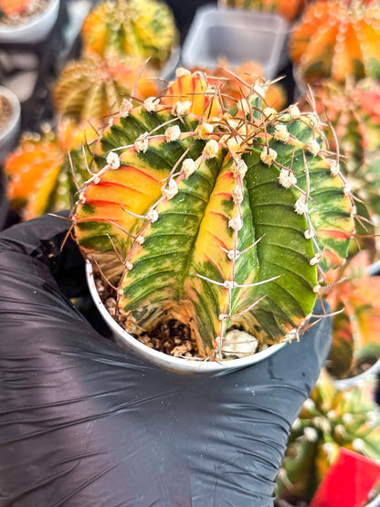 Gymnocalycium LB Hybrid | (gy8) (g7) | variegated cactus