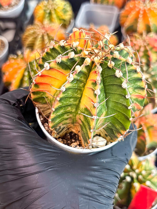 Gymnocalycium LB Hybrid | (gy8) (g7) | variegated cactus