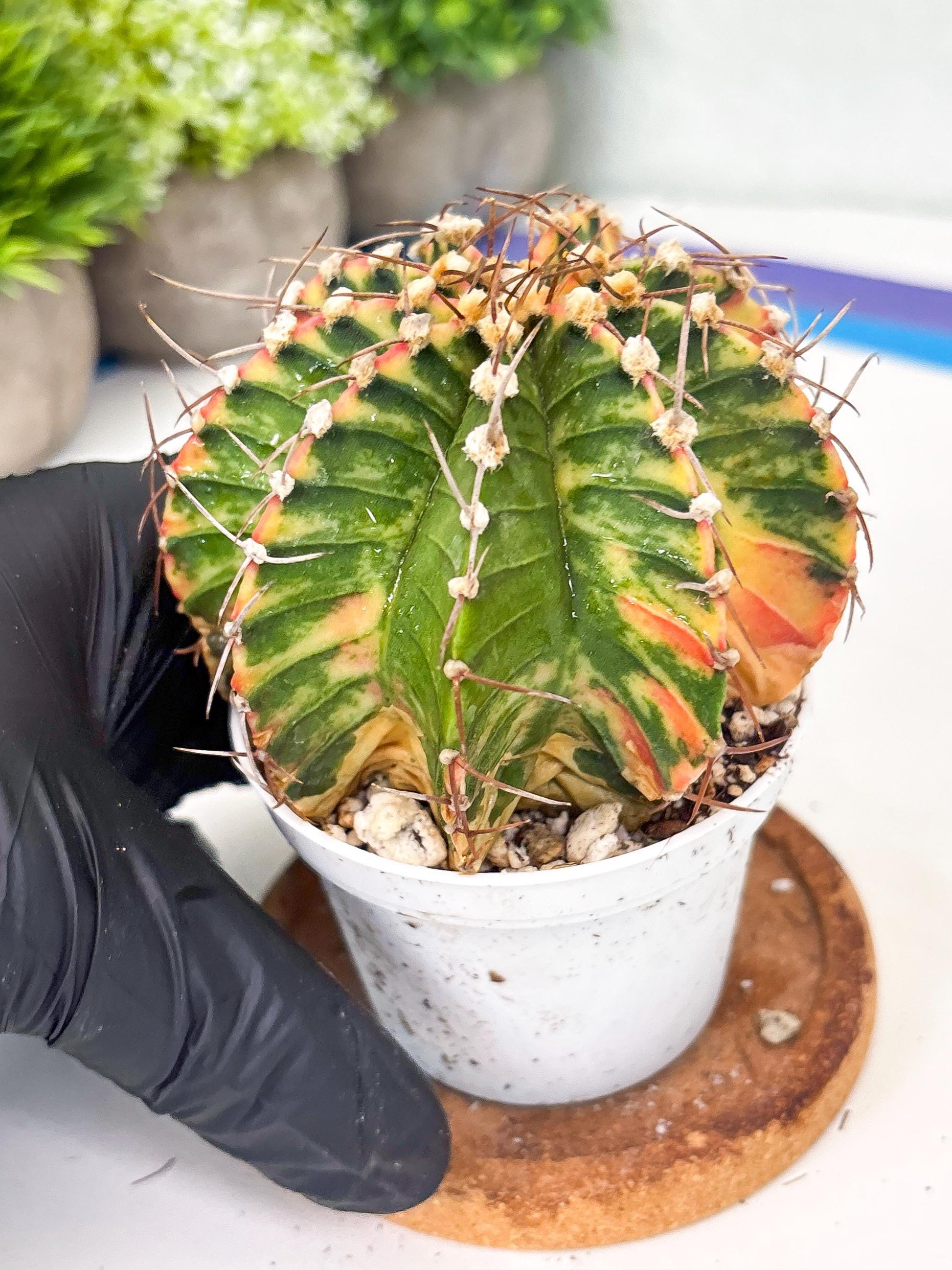 Gymnocalycium LB Hybrid | (gy8) (g7) | variegated cactus