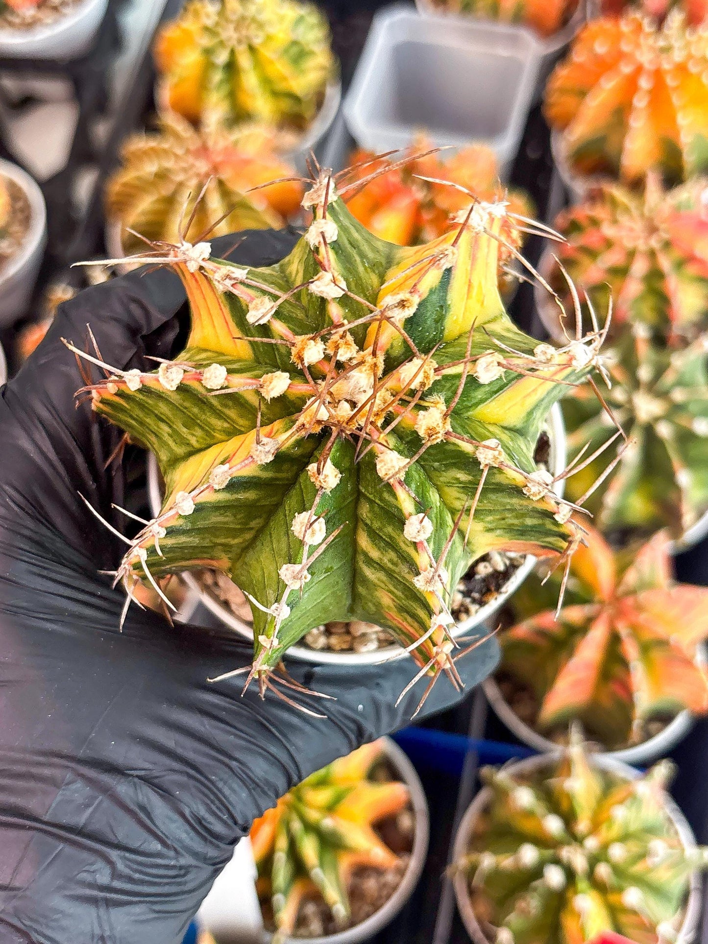 Gymnocalycium LB Hybrid | (gy8) (g7) | variegated cactus