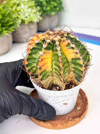 Gymnocalycium LB Hybrid | (gy8) (g7) | variegated cactus