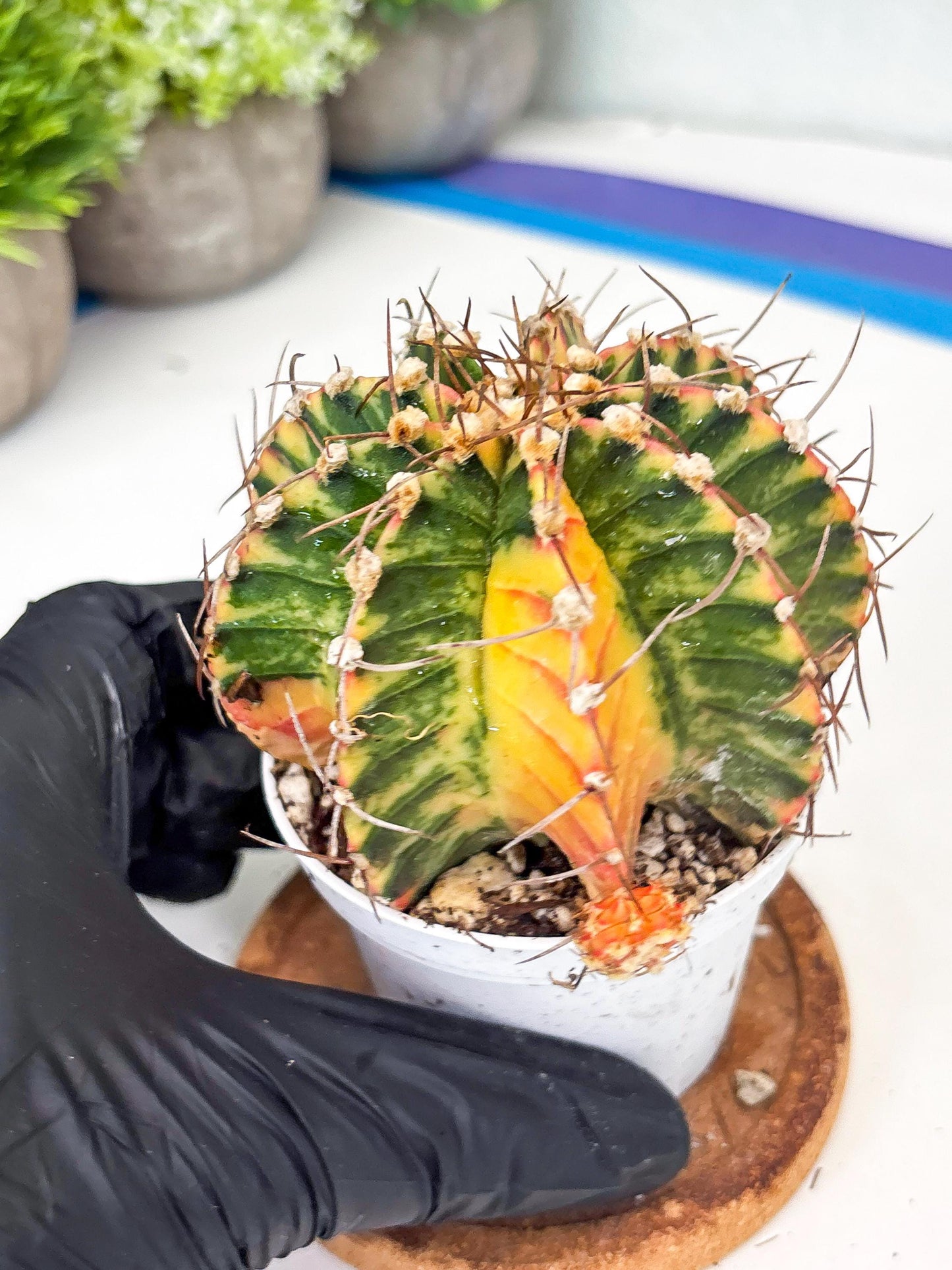 Gymnocalycium LB Hybrid | (gy8) (g7) | variegated cactus