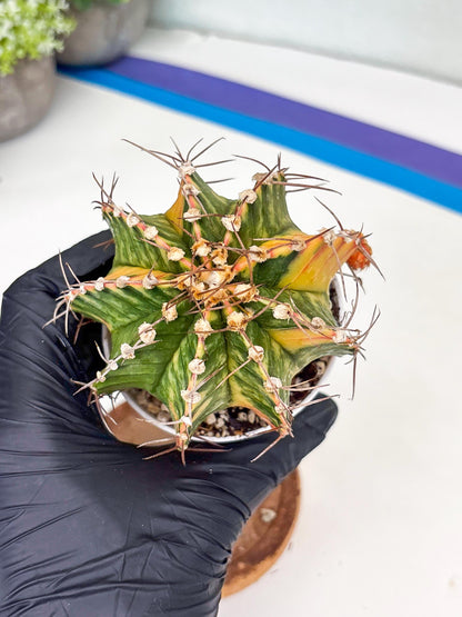 Gymnocalycium LB Hybrid | (gy8) (g7) | variegated cactus