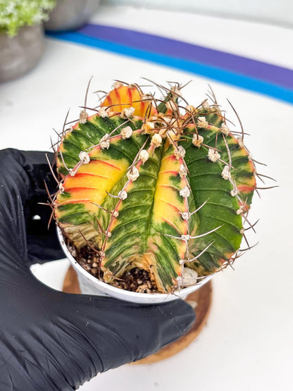 Gymnocalycium LB Hybrid | (gy8) (g7) | variegated cactus