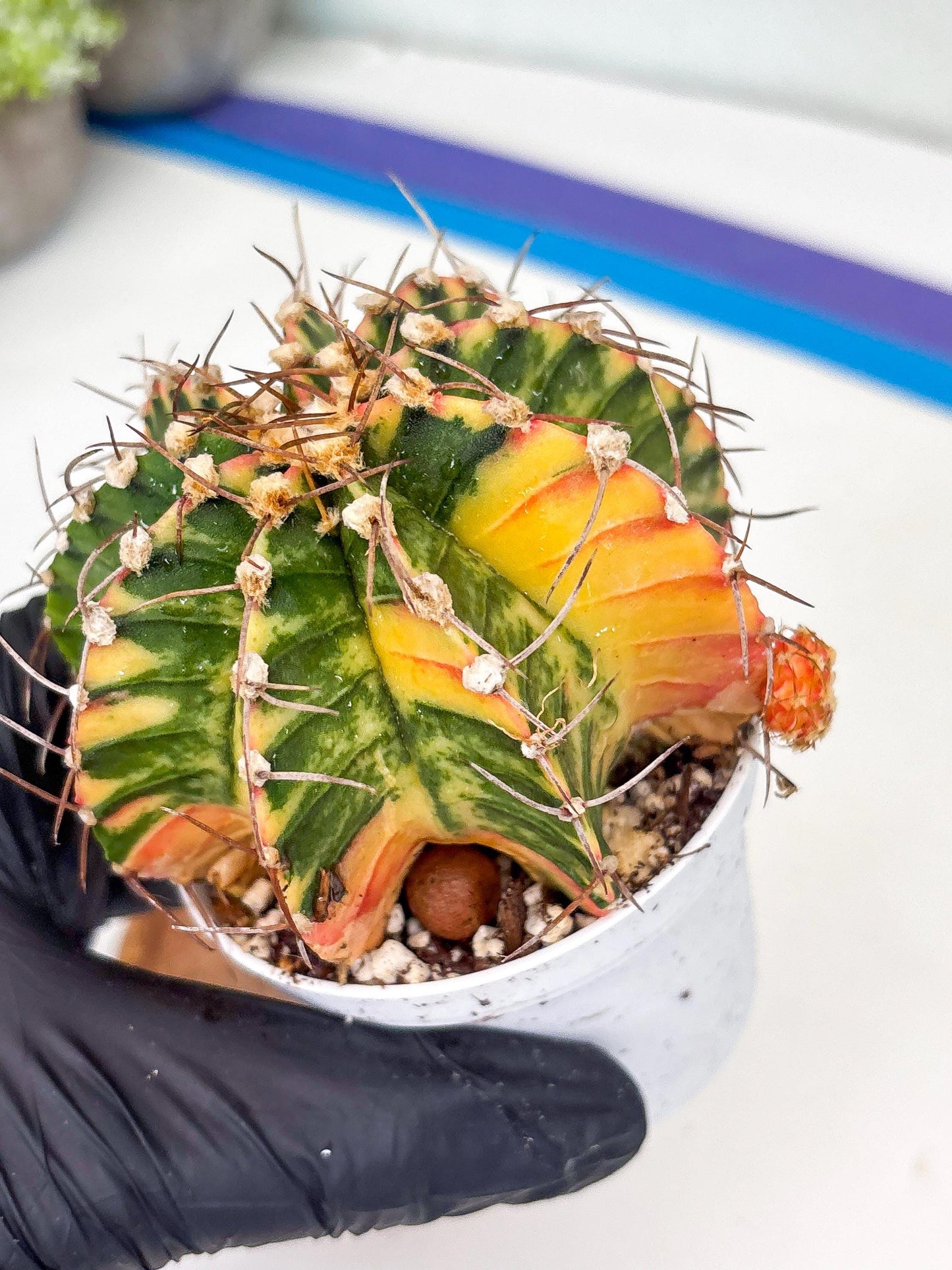 Gymnocalycium LB Hybrid | (gy8) (g7) | variegated cactus