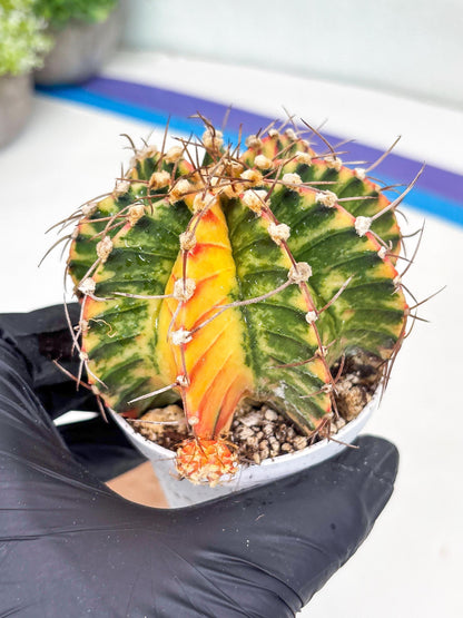 Gymnocalycium LB Hybrid | (gy8) (g7) | variegated cactus