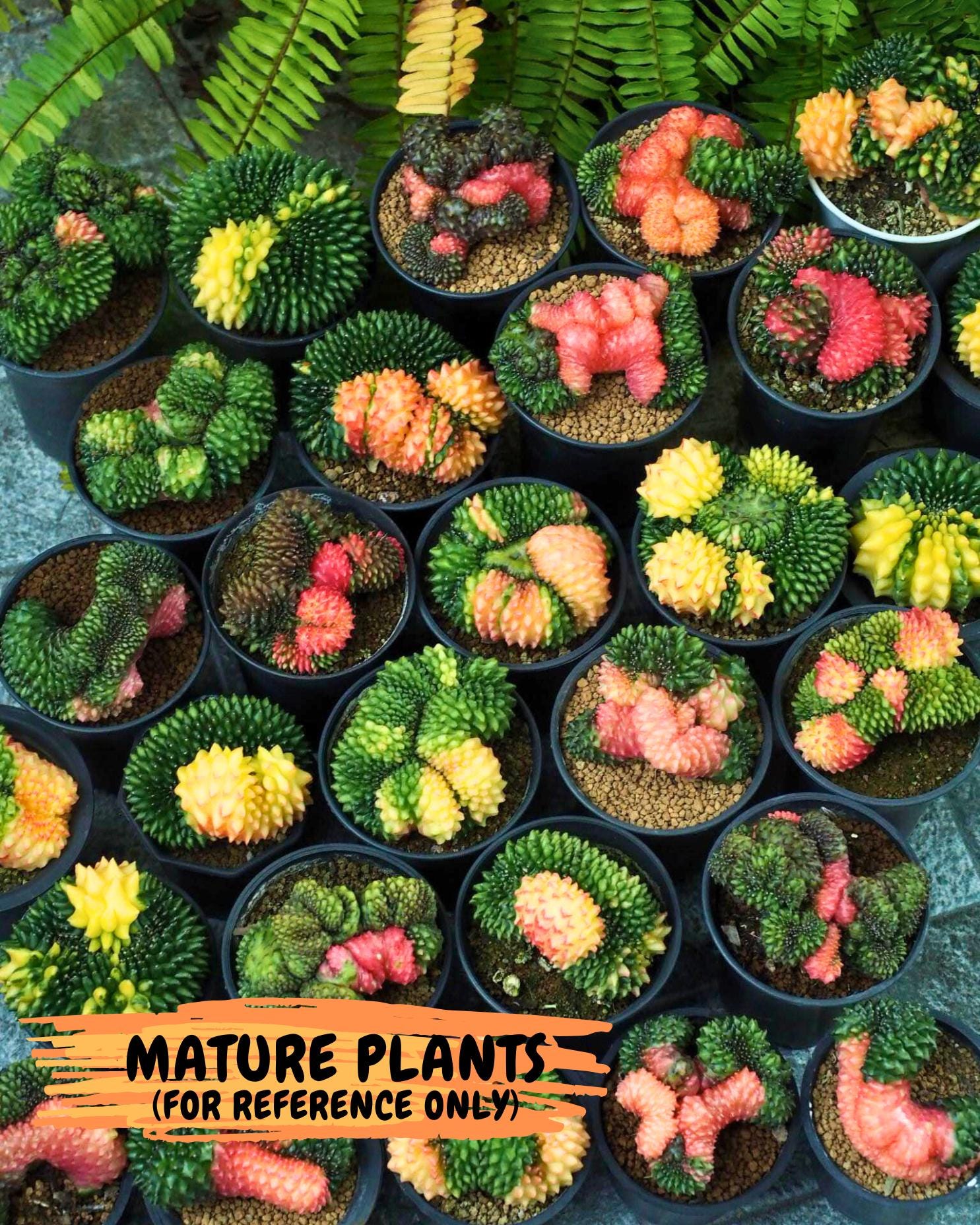 Gymnocalycium Inermis Cristata | (gy4) (p5) | For Advanced Grower!