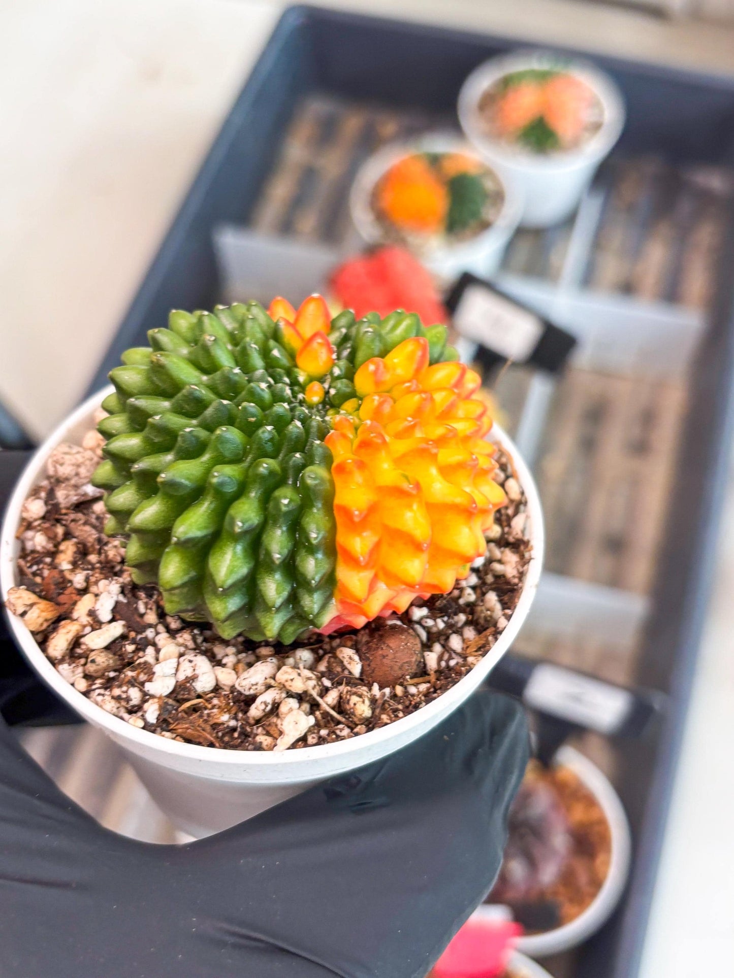 Gymnocalycium Inermis Cristata | (gy4) (p3) | For Advanced Grower!