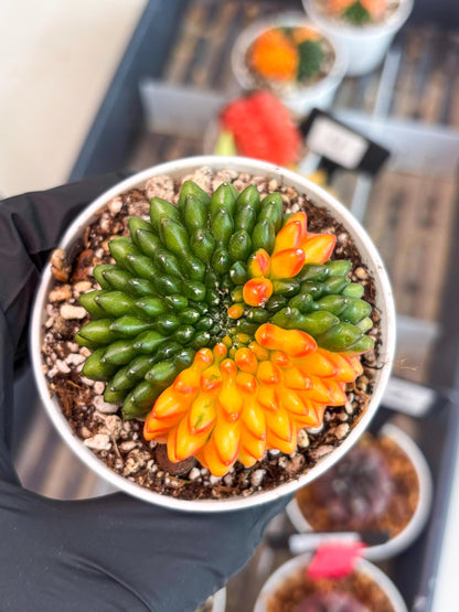 Gymnocalycium Inermis Cristata | (gy4) (p3) | For Advanced Grower!