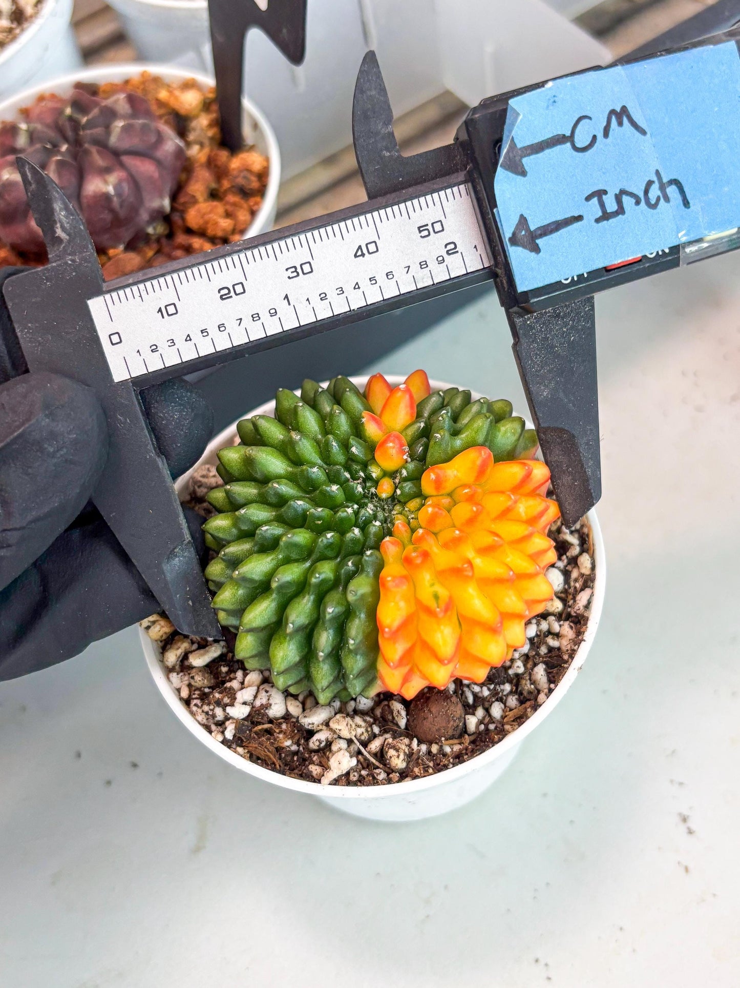 Gymnocalycium Inermis Cristata | (gy4) (p3) | For Advanced Grower!