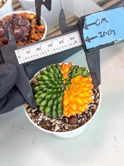 Gymnocalycium Inermis Cristata | (gy4) (p3) | For Advanced Grower!