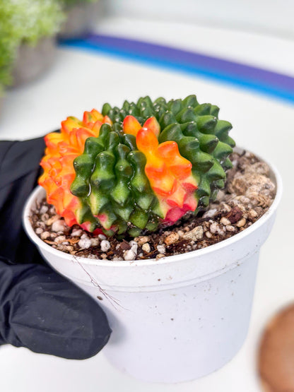 Gymnocalycium Inermis Cristata | (gy4) (p3) | For Advanced Grower!