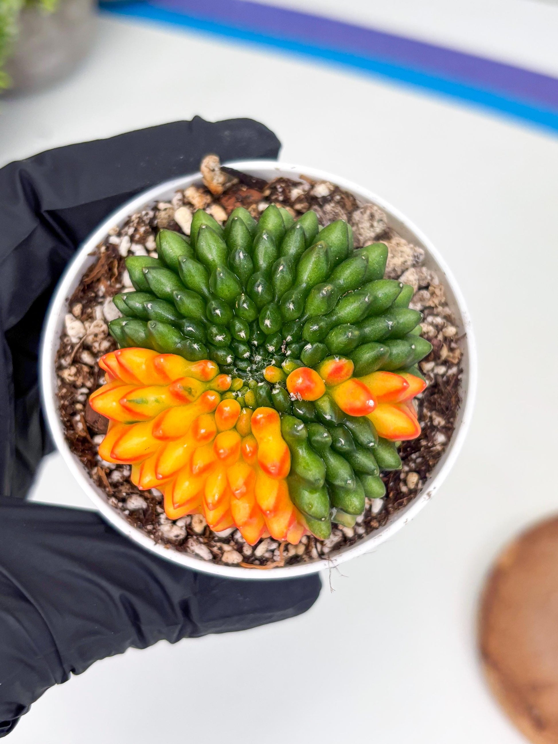 Gymnocalycium Inermis Cristata | (gy4) (p3) | For Advanced Grower!