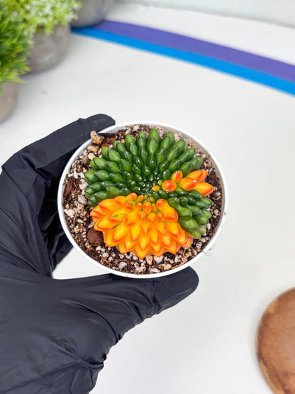 Gymnocalycium Inermis Cristata | (gy4) (p3) | For Advanced Grower!
