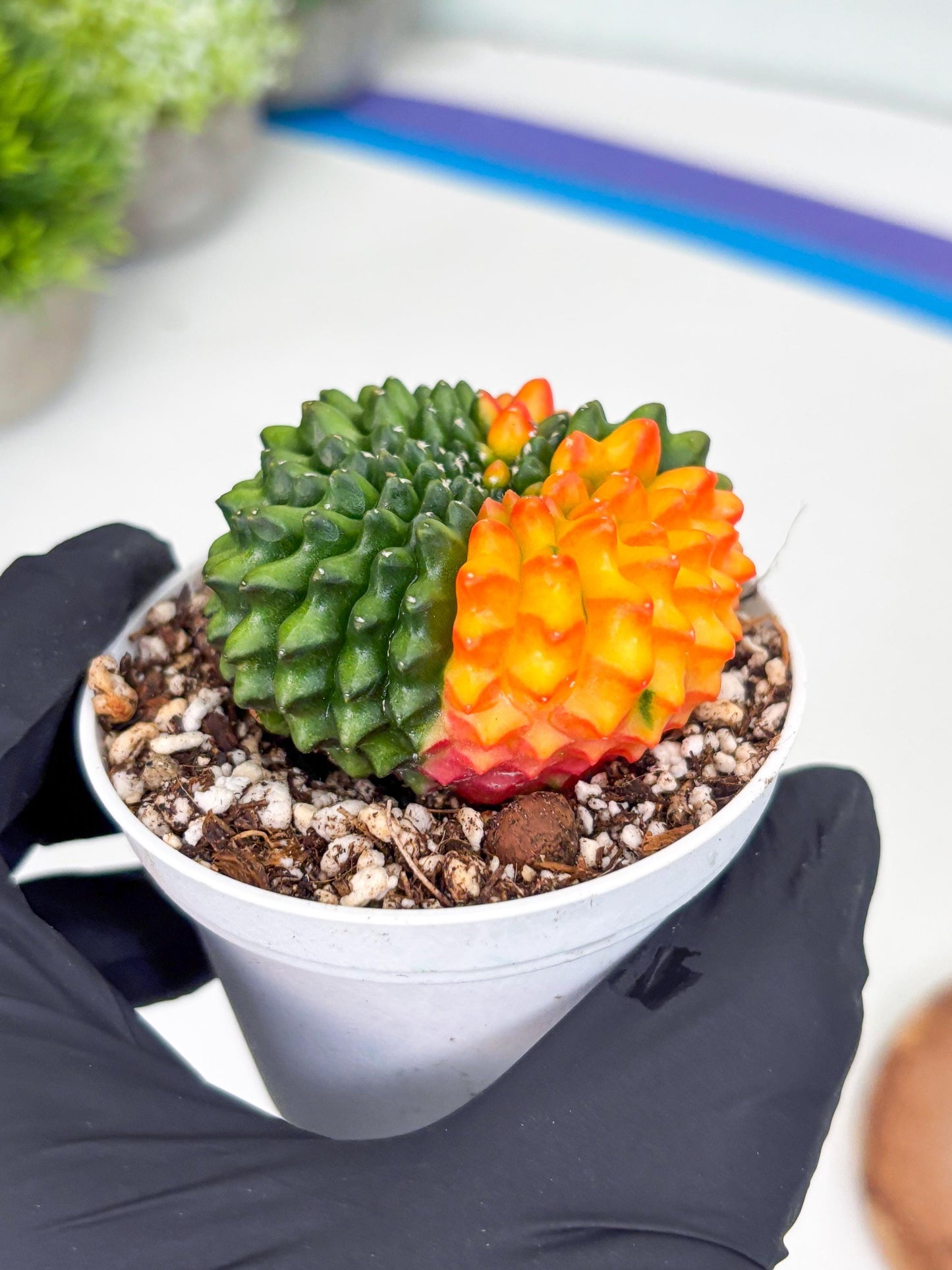 Gymnocalycium Inermis Cristata | (gy4) (p3) | For Advanced Grower!