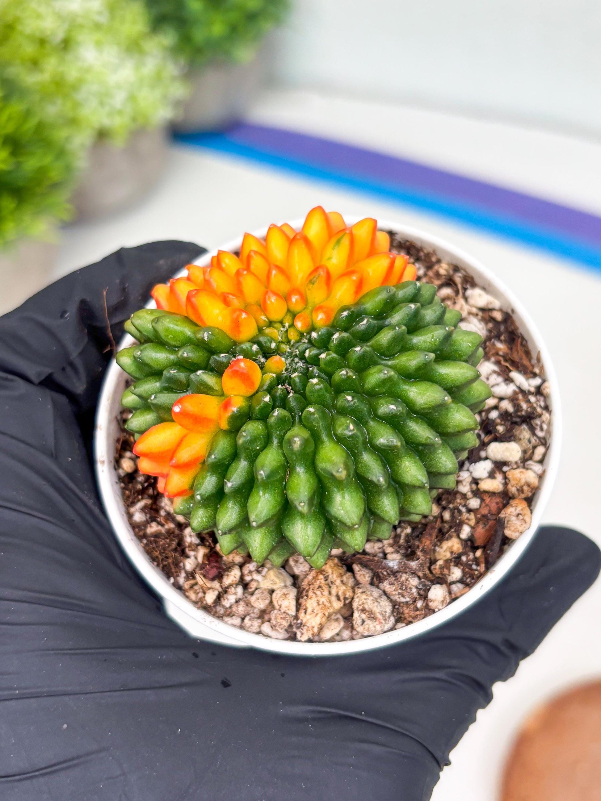 Gymnocalycium Inermis Cristata | (gy4) (p3) | For Advanced Grower!