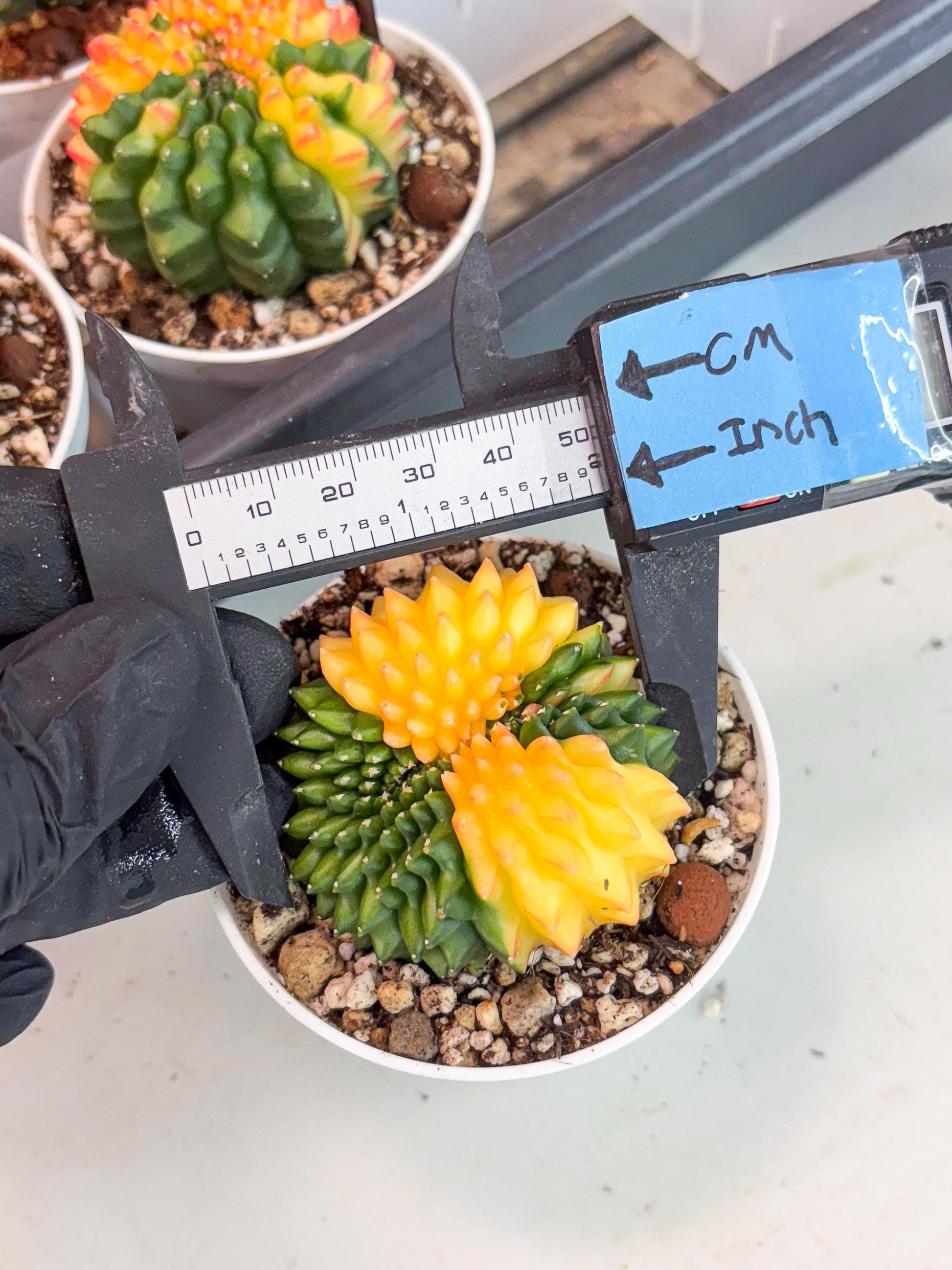 Gymnocalycium Inermis Cristata | (gy4) (p5) | For Advanced Grower!