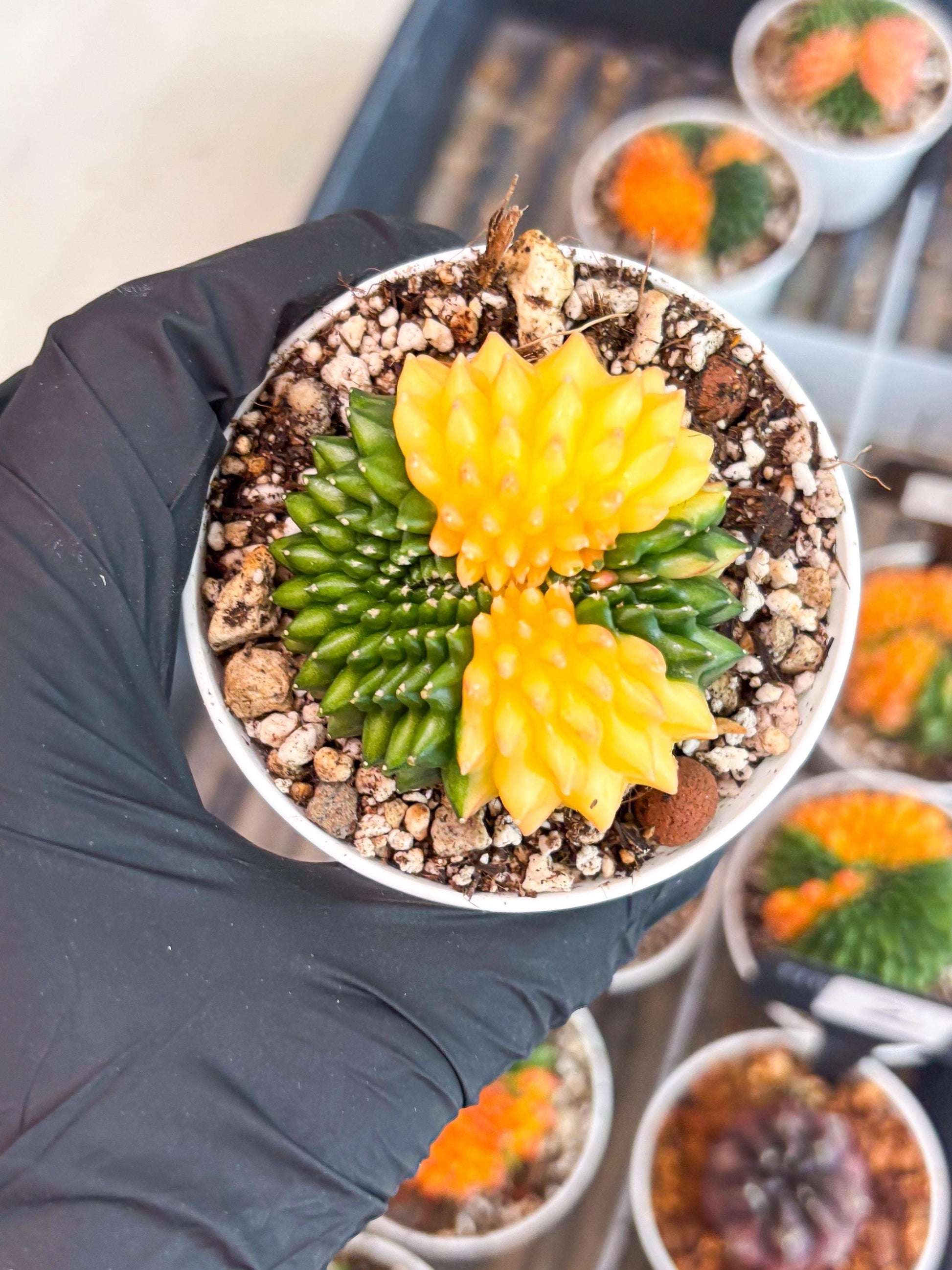 Gymnocalycium Inermis Cristata | (gy4) (p5) | For Advanced Grower!