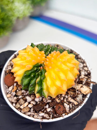 Gymnocalycium Inermis Cristata | (gy4) (p5) | For Advanced Grower!