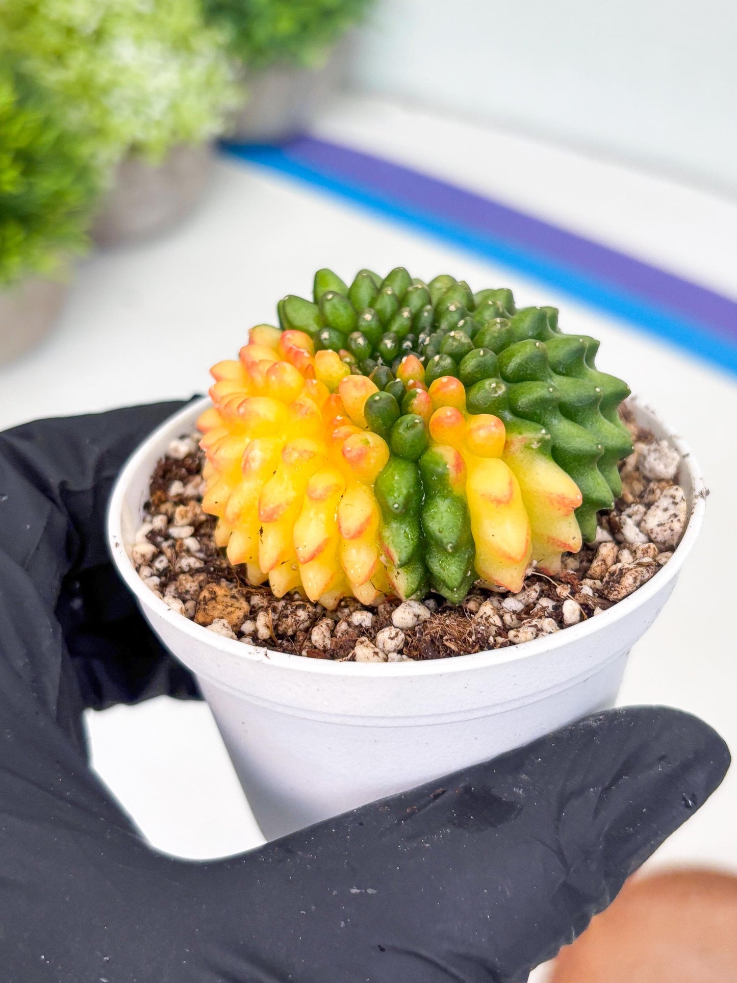 Gymnocalycium Inermis Cristata | (gy4) (p6) | For Advanced Grower!