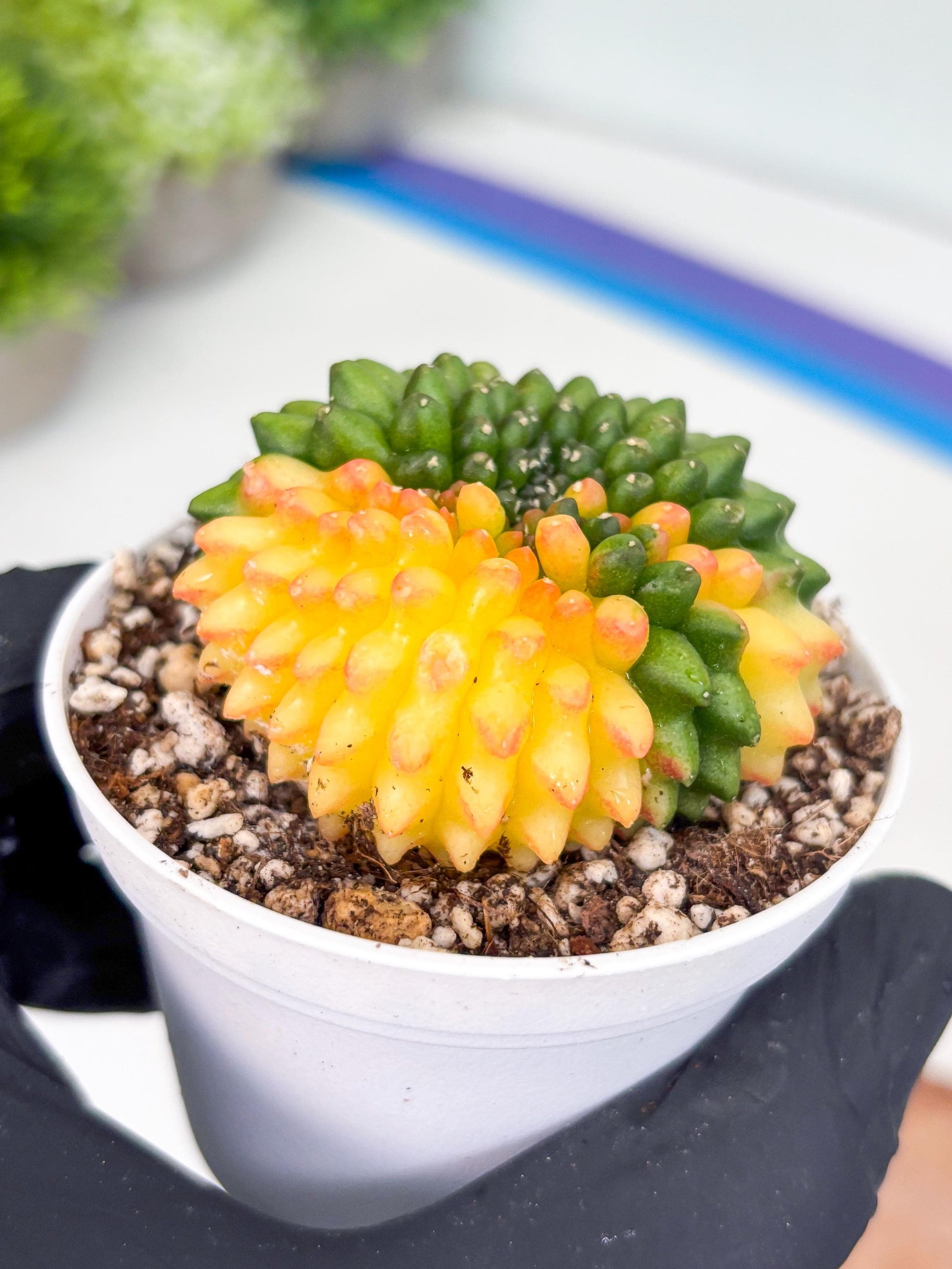 Gymnocalycium Inermis Cristata | (gy4) (p6) | For Advanced Grower!