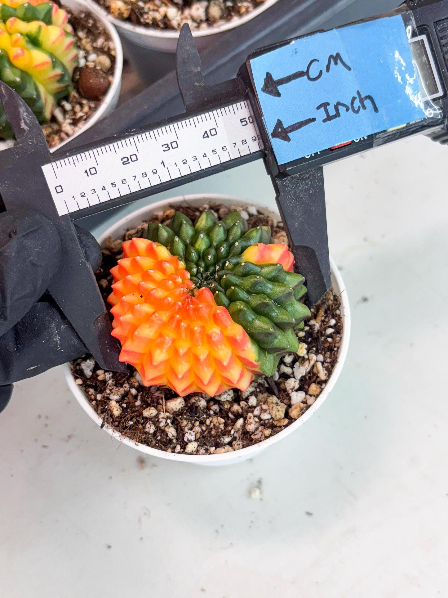 Gymnocalycium Inermis Cristata | (gy4) (p7) | For Advanced Grower!