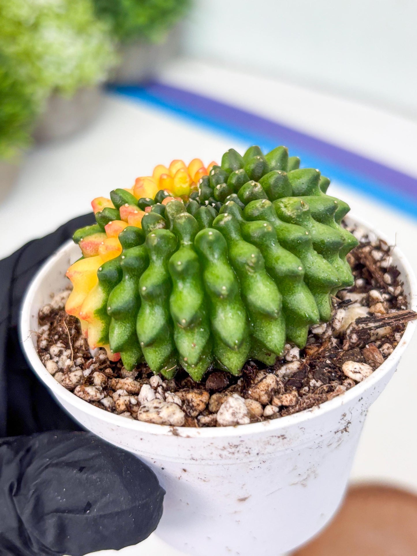 Gymnocalycium Inermis Cristata | (gy4) (p6) | For Advanced Grower!